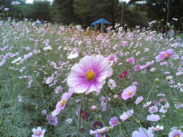 昭和記念公園でコスモスまつり