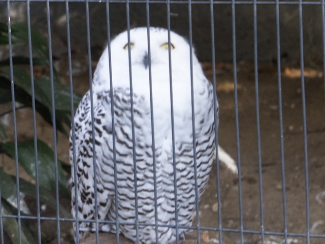 DSCF2995.JPG