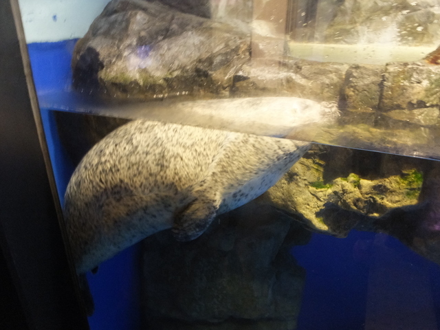 DSCF4745.JPG