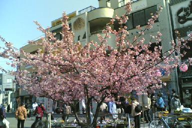 三浦海岸桜まつり！