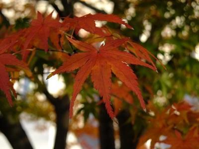 晩秋の上野公園をぶらぶら散歩